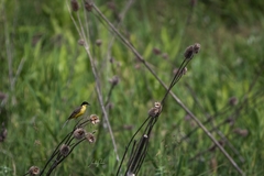 Motacilla flava feldegg