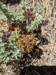 Lomatium rigidum