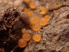 Lasiobolus intermedius