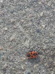 Pyrrhocoris apterus