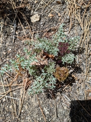 Lomatium rigidum