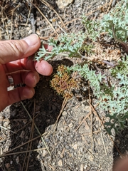 Lomatium rigidum