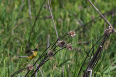 Motacilla flava feldegg