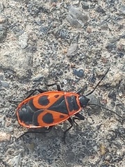 Pyrrhocoris apterus