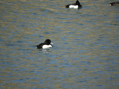 Aythya fuligula