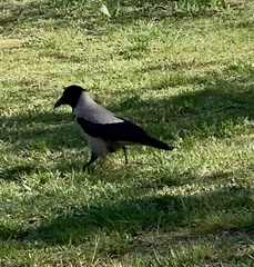Corvus cornix