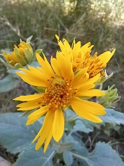 Verbesina encelioides