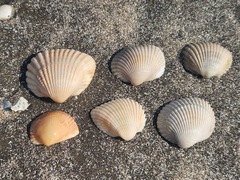Anadara brasiliana