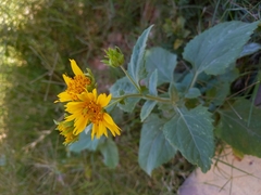 Verbesina encelioides