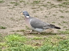 Columba palumbus