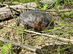 Kinosternon subrubrum