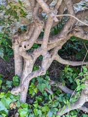 Pittosporum tobira