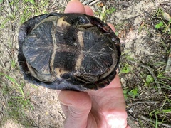 Kinosternon subrubrum