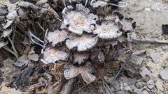 Coprinopsis strossmayeri