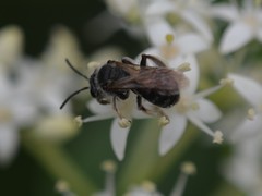 Gonandrena