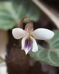 Viola sieboldii