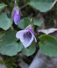 Viola boissieuana