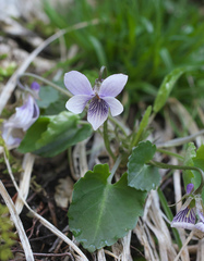 Viola boissieuana