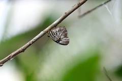Hewitsonia