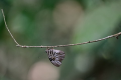Hewitsonia