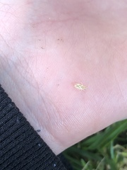 Thaumastocoris peregrinus