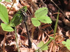 Hylogomphus adelphus