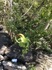 Citharexylum spinosum