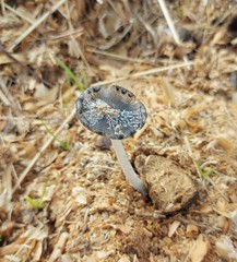 Coprinopsis