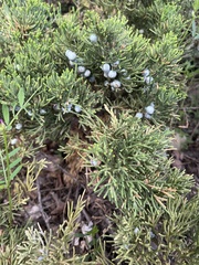 Juniperus