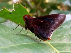 Thracides cleanthes