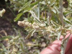 Atriplex semilunaris image