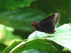 Thracides cleanthes