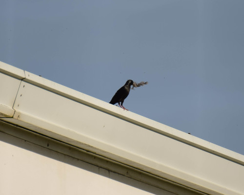 Estornino negro (Sturnus unicolor)