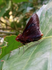 Thracides cleanthes