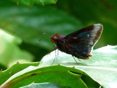 Thracides cleanthes