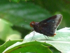Thracides cleanthes