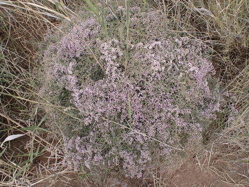 Limonium tuberculatum image