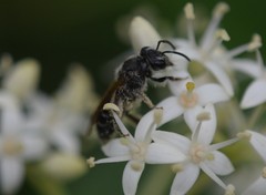 Gonandrena