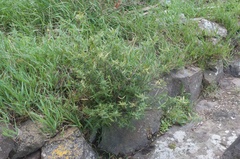 Veronica strictissima