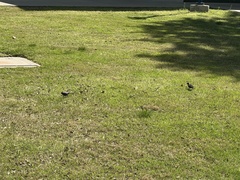 Sturnus vulgaris