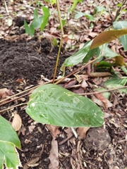 Marantochloa purpurea