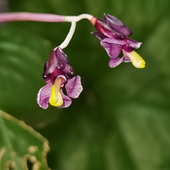 Marantochloa purpurea