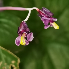 Marantochloa purpurea