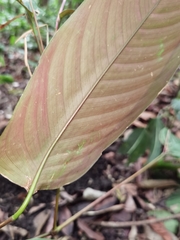Marantochloa purpurea