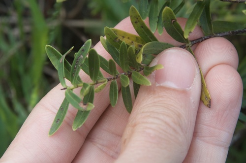 Veronica strictissima, photograph 1