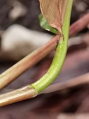 Marantochloa purpurea