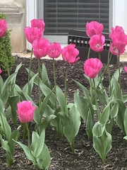 Tulipa