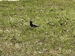 Sturnus vulgaris