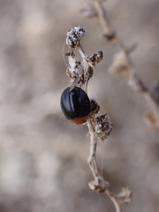 Exochomus nigripennis