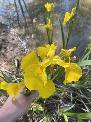 Iris pseudacorus